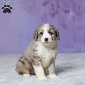 Willow, Mini Bernedoodle Puppy